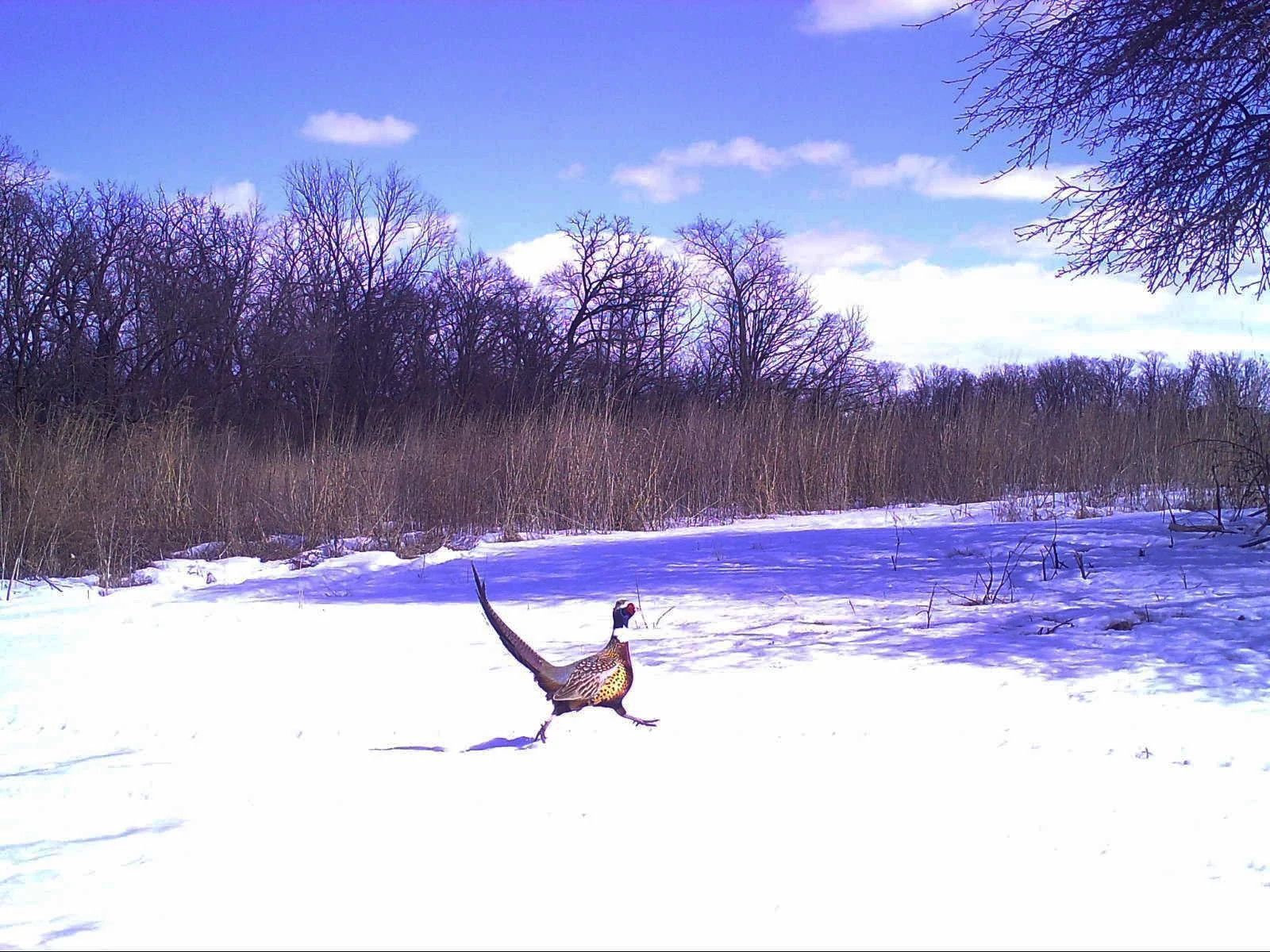 Lafayette_Pheasant_SSWI000000016677147_Edit.jpg